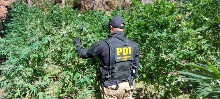 PDI incautó alrededor de 1.300 kilos de cannabis en la provincia de Curicó