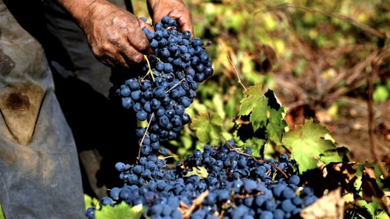Aprueban norma impulsada por Senadores del Maule para proteger industria vitivinícola
