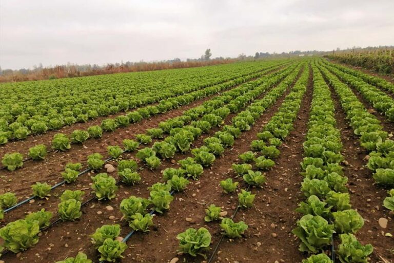 Por primera vez llega a Chile dron agrícola con capacidad de carga superior