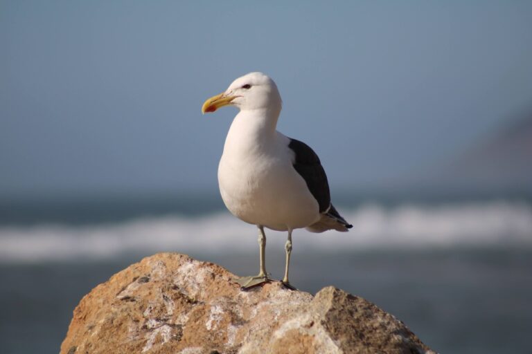 06 de septiembre día internacional de las Aves Playeras