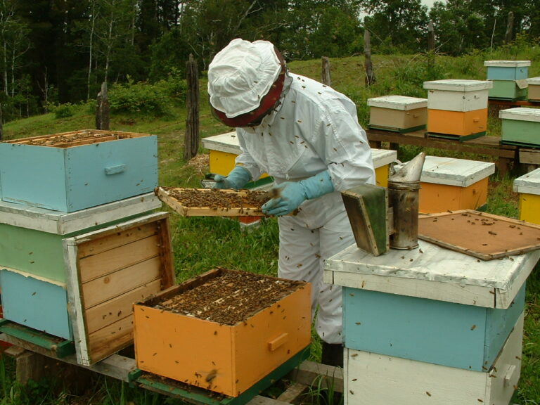 Congreso aprobó ley Apícola que resguarda la preservación de abejas