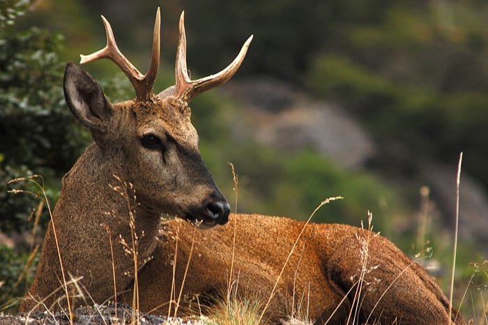 Huemul protagoniza histórica aparición