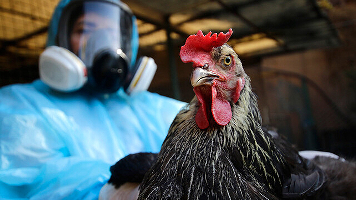 Para combatir la influenza aviar: Anuncian siete medidas de contención para productores de huevos y aves