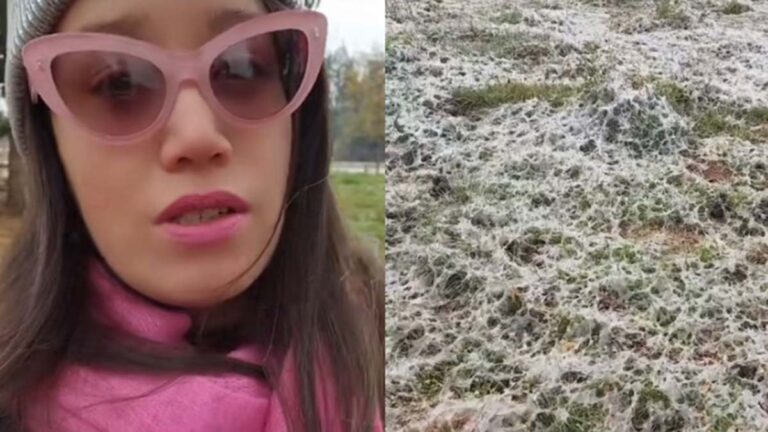 Talca: Joven se hace viral tras registrar campo cubierto de telas de araña en la comuna