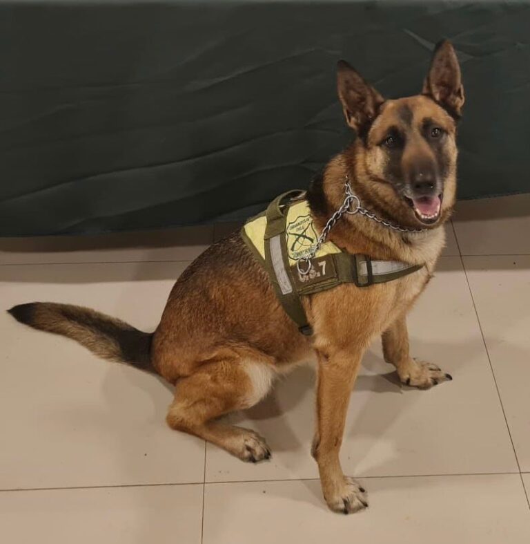 Carabineros del Maule encuentra seis kilos de droga gracias al olfato de la perra Laika