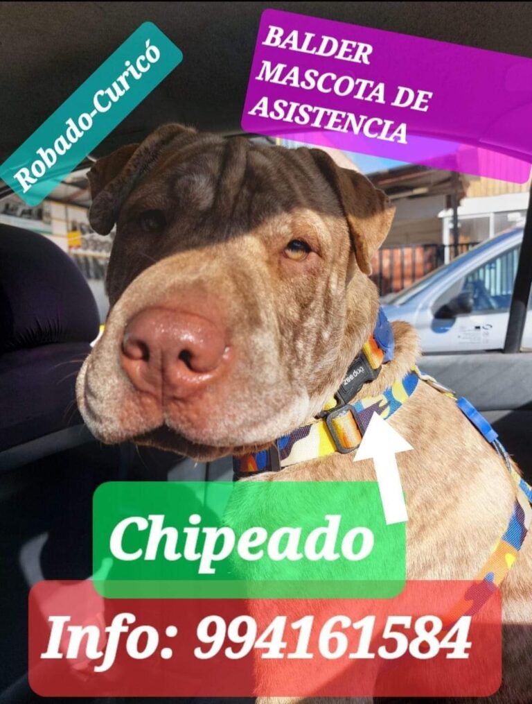 Mujer de 58 años continúa con la búsqueda de su perro de apoyo emocional en Curicó