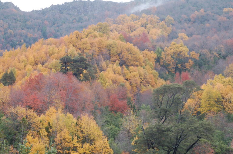 Concurso: Nueva convocatoria para recuperar bosques nativos en el Maule 
