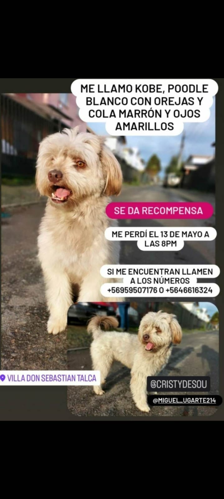Mascota perdida: Kobee se encuentra fuera de su hogar desde el 13 de mayo en Talca