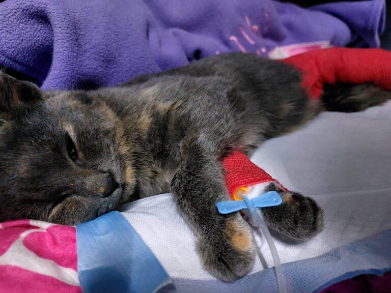 San Javier: Gata Yisley necesita ayuda para costear su tratamiento médico