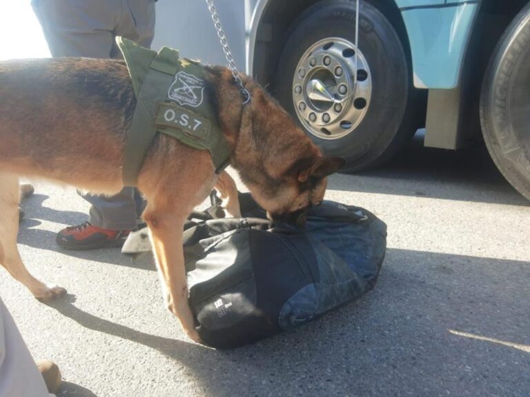 San Rafael: Carabineros incautó 137 kilos de marihuana en la comuna