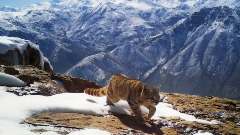 Histórico avistamiento de Gato Andino en Radal Siete Tazas