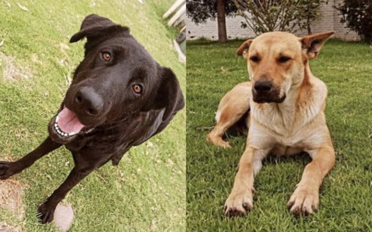 Universidad del Alba desvincula a funcionarios y vicerrector tras asesinato de perritos