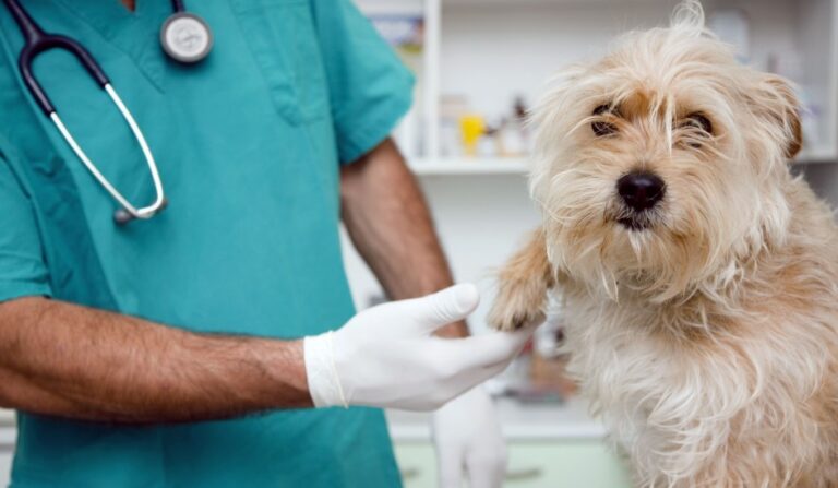 Cauquenes: más de 70 animales fueron esterilizados gracias a nuevo operativo en la comuna