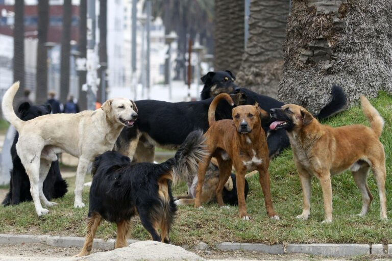 Curicó: Ordenanza municipal sancionará a dueños de animales mayores que se encuentren sueltos en la vía pública