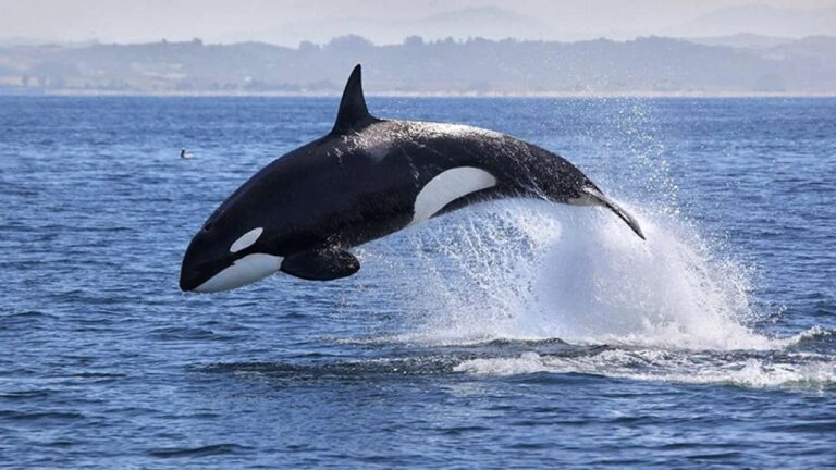 Gladys, la orca que se ha convertido en una celebridad por romper barcos en el Estrecho de Gibraltar