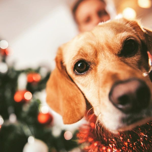 Pet Friendly: El buscador de distintos servicios para mascotas que funciona mediante una App gratuita