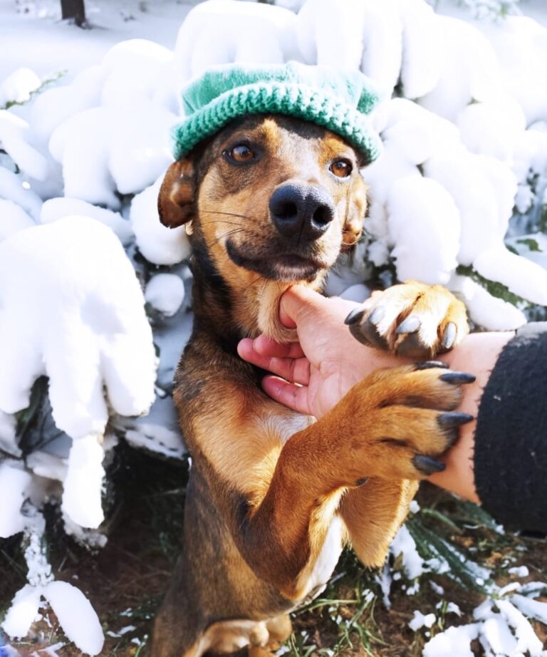Curicó celebra el Día Internacional del Perro Callejero con jornada de adopción