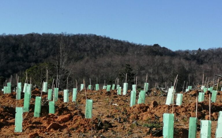 Curicó: Nuevo convenio permitirá reforestar 1,4 hectáreas con árboles nativos 