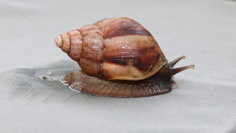Amenaza para la agricultura: caracol gigante africano fue detectado en Chile