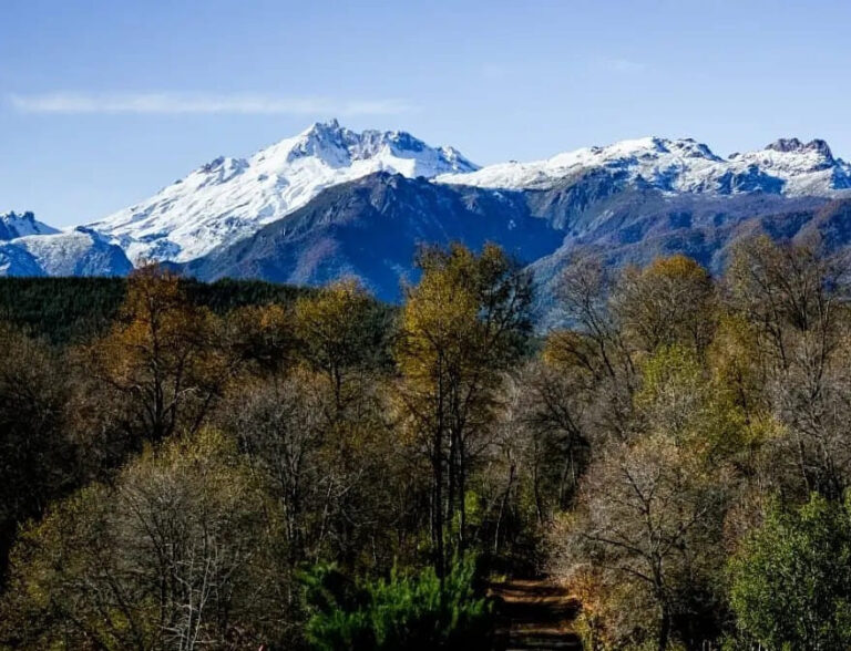 “Los Laureles de Longaví”: inician trámites para declaralo área protegida
