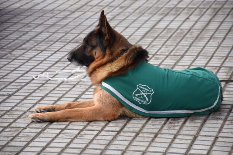 Curicó: Carabineros despide a Ulises fiel can de la institución