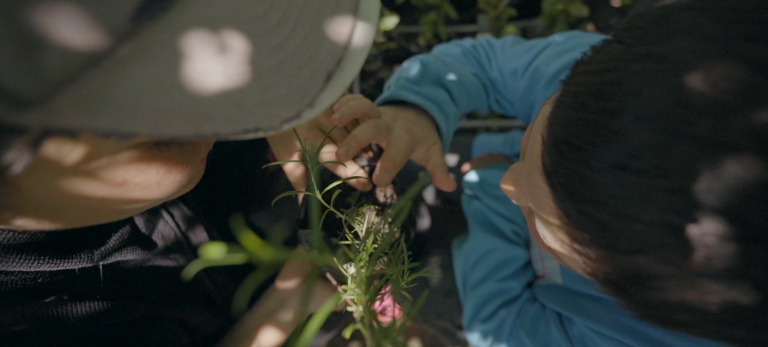 “El Club El Árbol” documental maulino que releva la protección de especies nativas