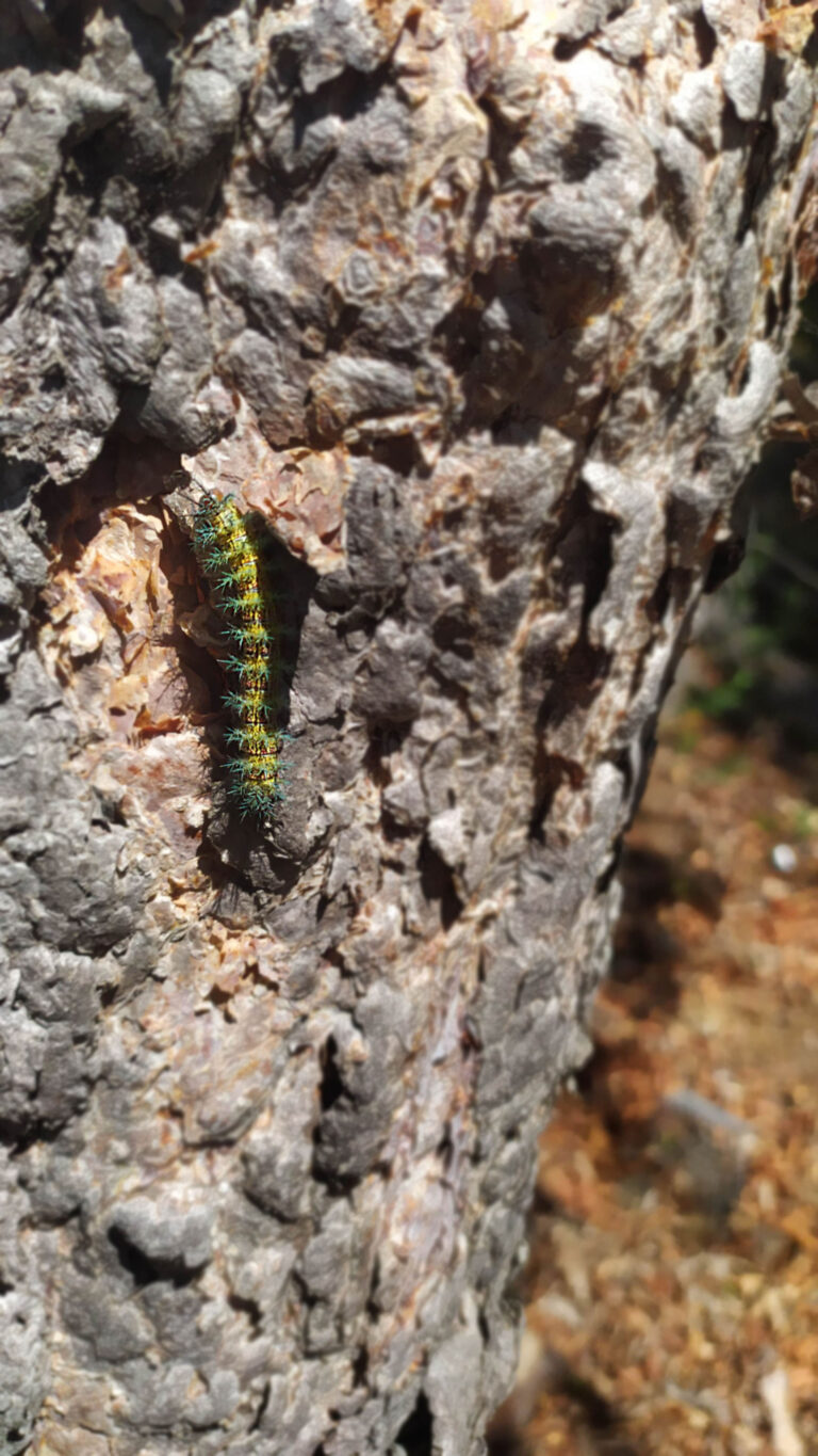 Llegó al Maule Cuncuna que devoró bosques en Aysén