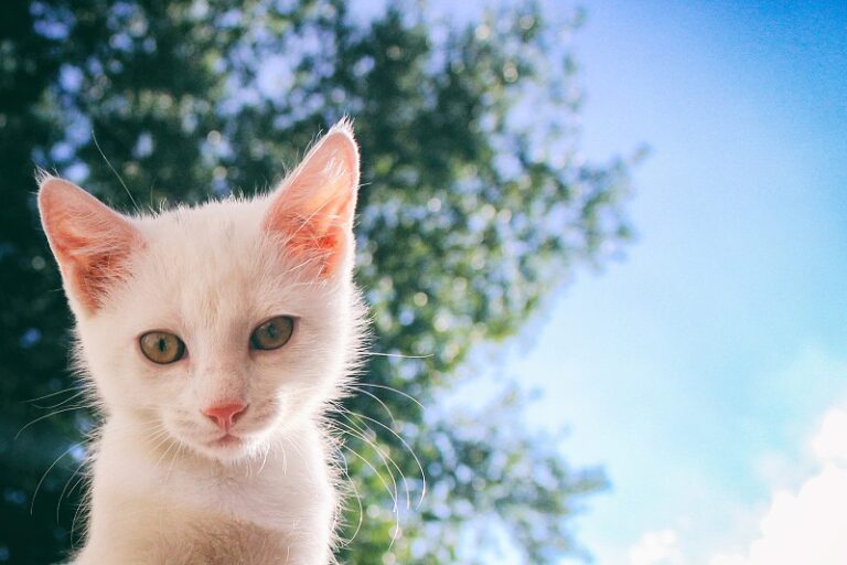 Se detecta en Chile un hongo que afecta a felinos y puede ser transmitido a humanos