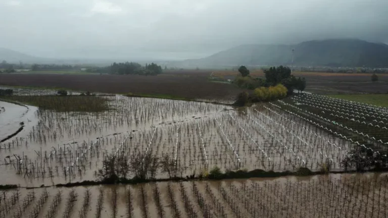 Empresarios frutícolas indican que daños por lluvias son nuevamente “alarmantes”