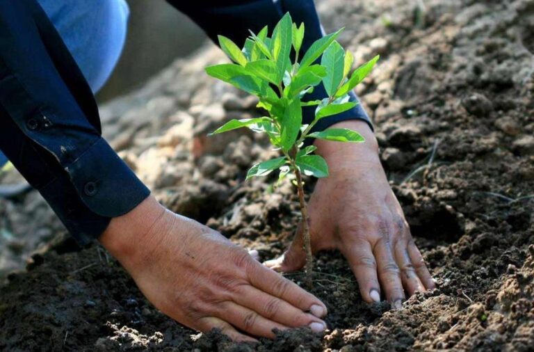 Curicó: entregan más de 900 árboles nativos
