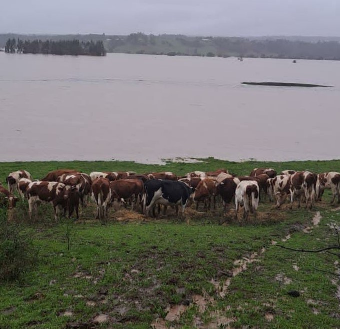 Chanco: Carabineros rescata vacas y terneros aislados por inundaciones