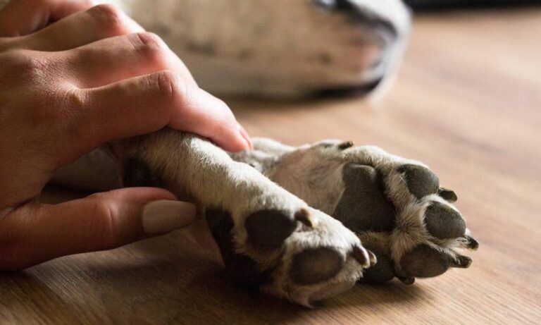 Cauquenes: inician investigación por masiva muerte de mascotas