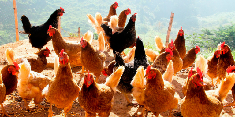 Autoridades declaran al país como “libre” de la Gripe Aviar en aves de corral