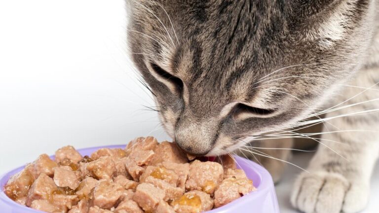 ¿”8 de cada 10 gatos” lo prefieren? Confirman competencia desleal