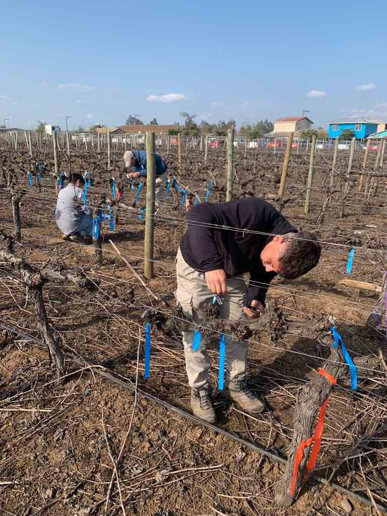 Empleadores catalogan a egresados de Ingeniería Agrónoma de la Universidad de Talca dentro de “los más competitivos del país”