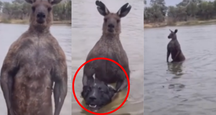 Video | Hombre se enfrenta a un canguro para rescatar a su perro y logra salir victorioso