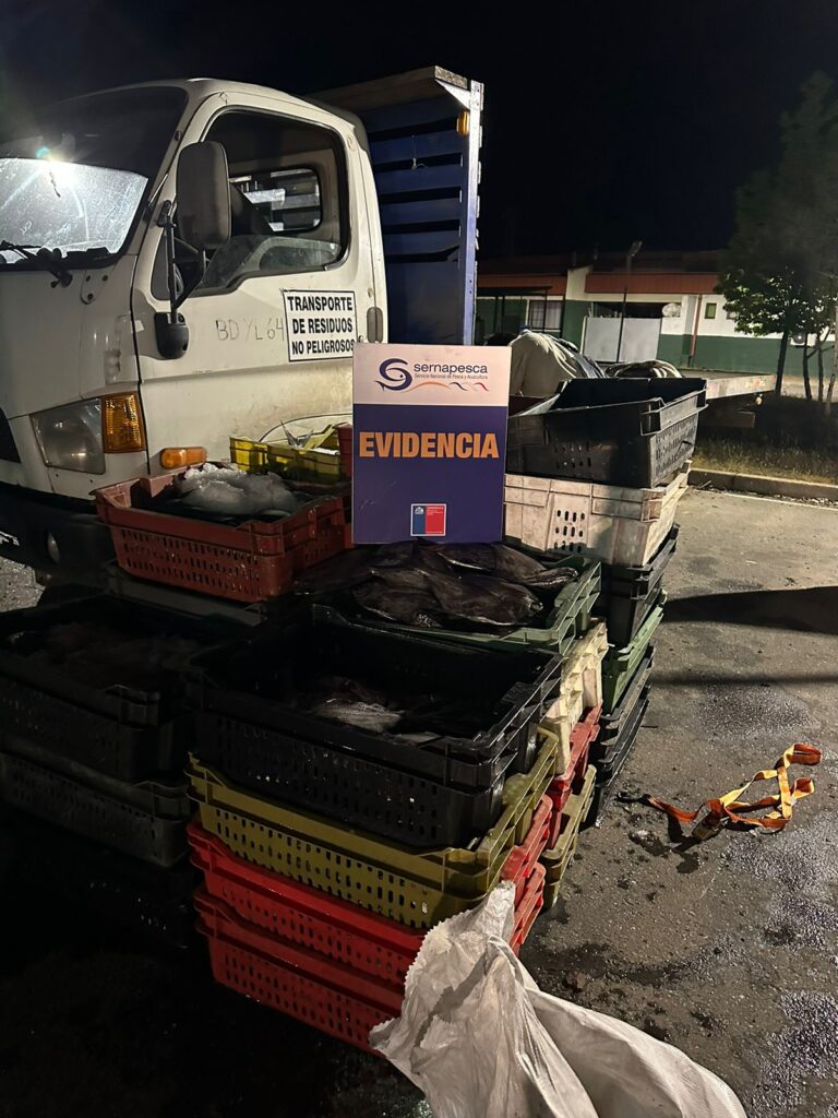 San Rafael: incautan 1.300 kg de reineta ilegal