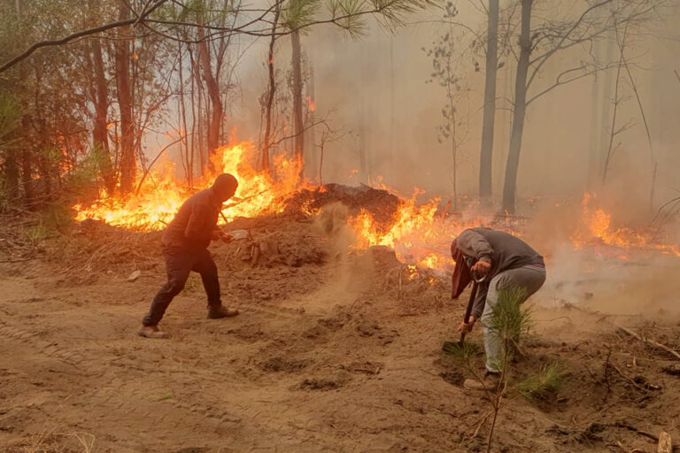 De Coquimbo a Punta Arenas: Anuncian despliegue de brigadas nocturnas por temporada de incendios