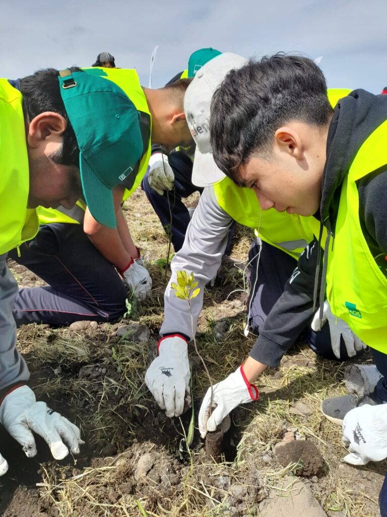 Curicó: plantan el primer bosque urbano “Miyawaki” de la región