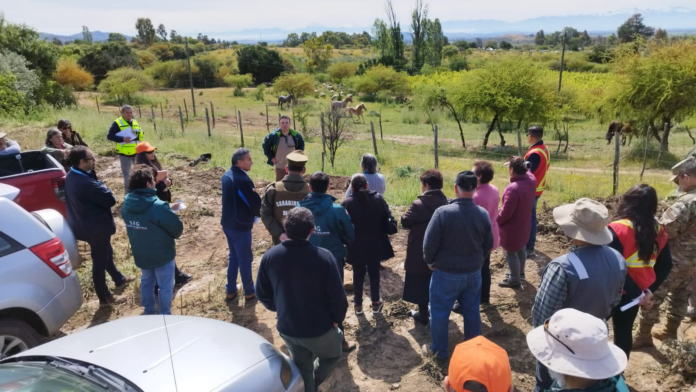 animales y fauna en incendios