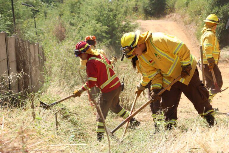 Constitución: CONAF Maule Ejecuta Cortafuegos en Santa Olga