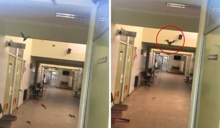 [Video]Plaga de Murciélagos en CESFAM Villa Prat de Sagrada Familia