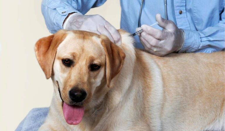 Parral: Operativo de esterilización beneficiará a 1.000 mascotas