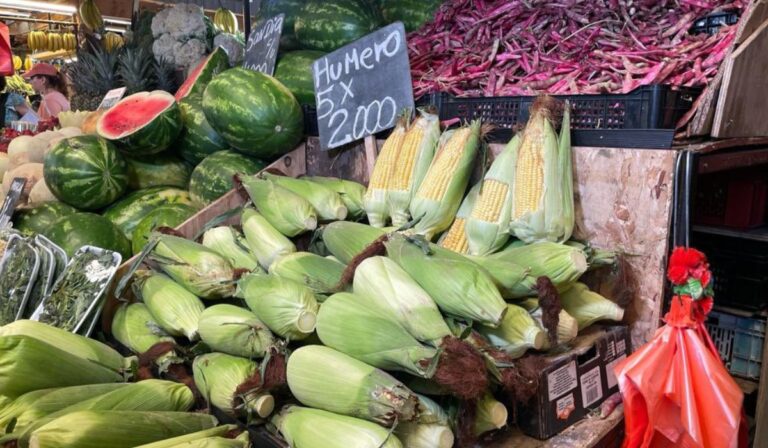 Subsidio de INDAP asistirá a productores ante posibles bajas en precio del maíz