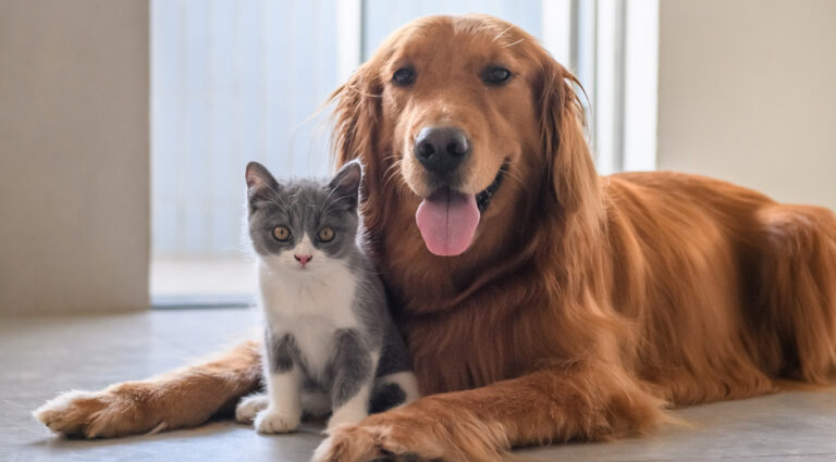 Subdere Maule Invierte Tenencia Responsable de Animales
