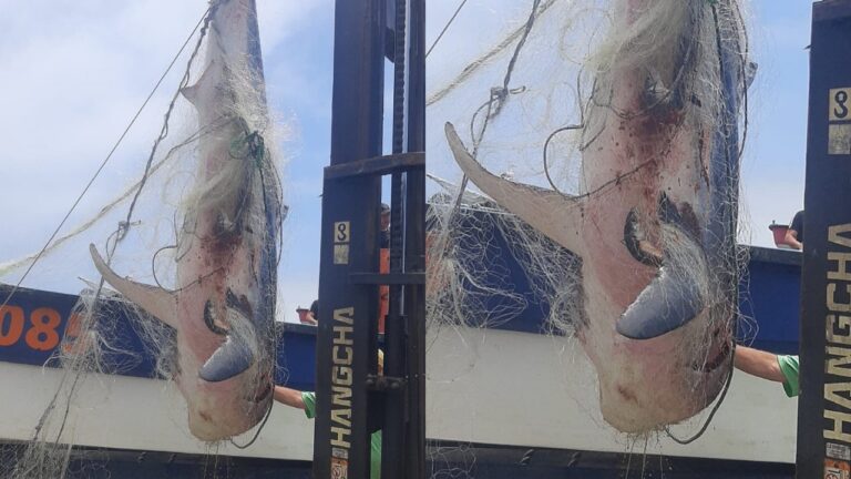 Polémica por captura de Tiburón Mako Atrapado en Red de Pescadores en Constitución