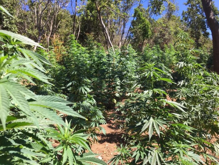 Cae banda por robo de 200 kilos de marihuana en Villa Alegre: plantas eran de un predio legal