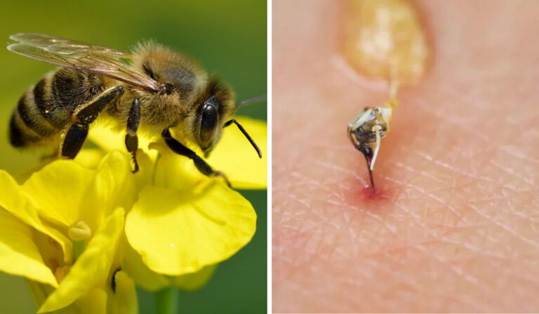 Hombre Muere tras ser Picado por Abeja en San Clemente ¿qué hacer en caso de picadura?