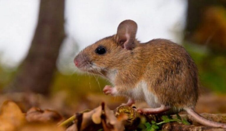 Hantavirus en el Maule suma tres casos: ¿Cómo prevenir el contagio?