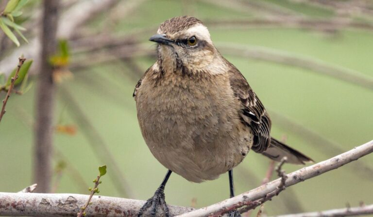 Reportaje: Fiesta de la Independencia provocó migración de fauna silvestre